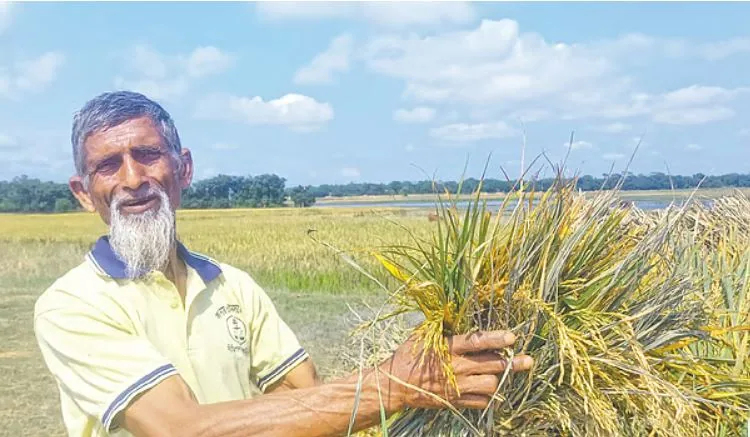 ‘মনরে বোঝ দিবার লাগি আধা পচা ধান কাটছি’