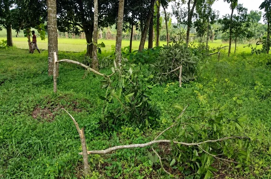 চাঁদা ও শারীরিক সম্পর্কে সম্মতি না দেওয়ায় নারী উদ্যোক্তার ফসল কাটার অভিযোগ দুই বিএনপি কর্মীর বিরুদ্ধে